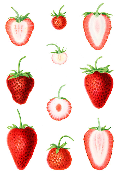 Erdbeerpflanzen verschiedene Sorten