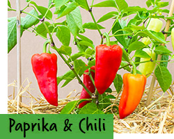 Paprika & Chili
